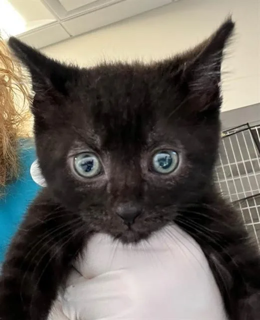 A baby small-sized male Domestic Short Hair cat named Stanley for adoption in Houston, TX