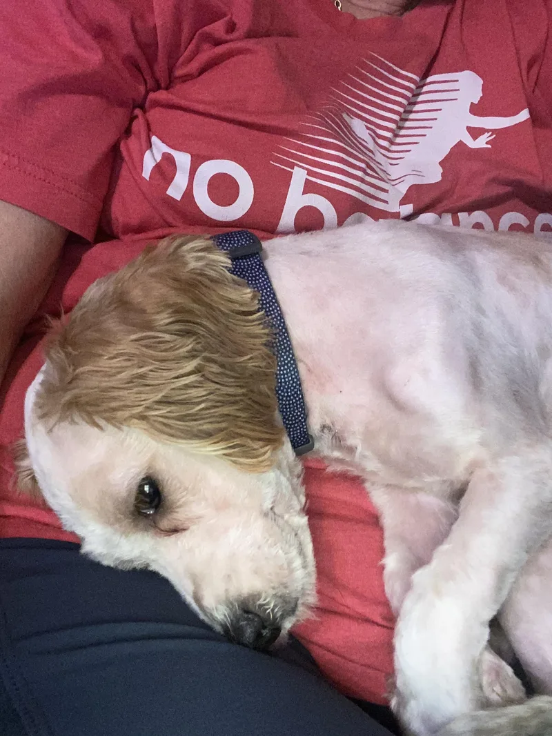 A baby small-sized male White / Cream Cockapoo dog named Deuce for adoption in Garland, TX