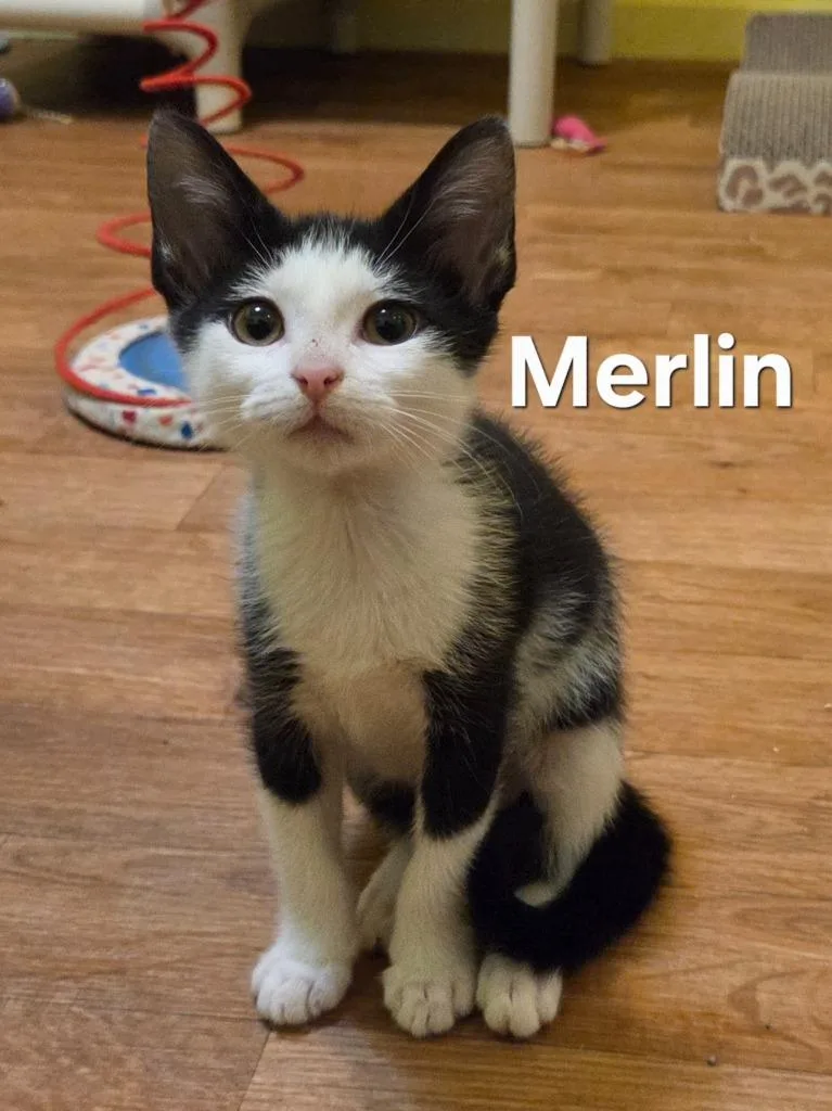 A baby small-sized male Domestic Short Hair cat named Merlin for adoption in Rutherfordton, NC