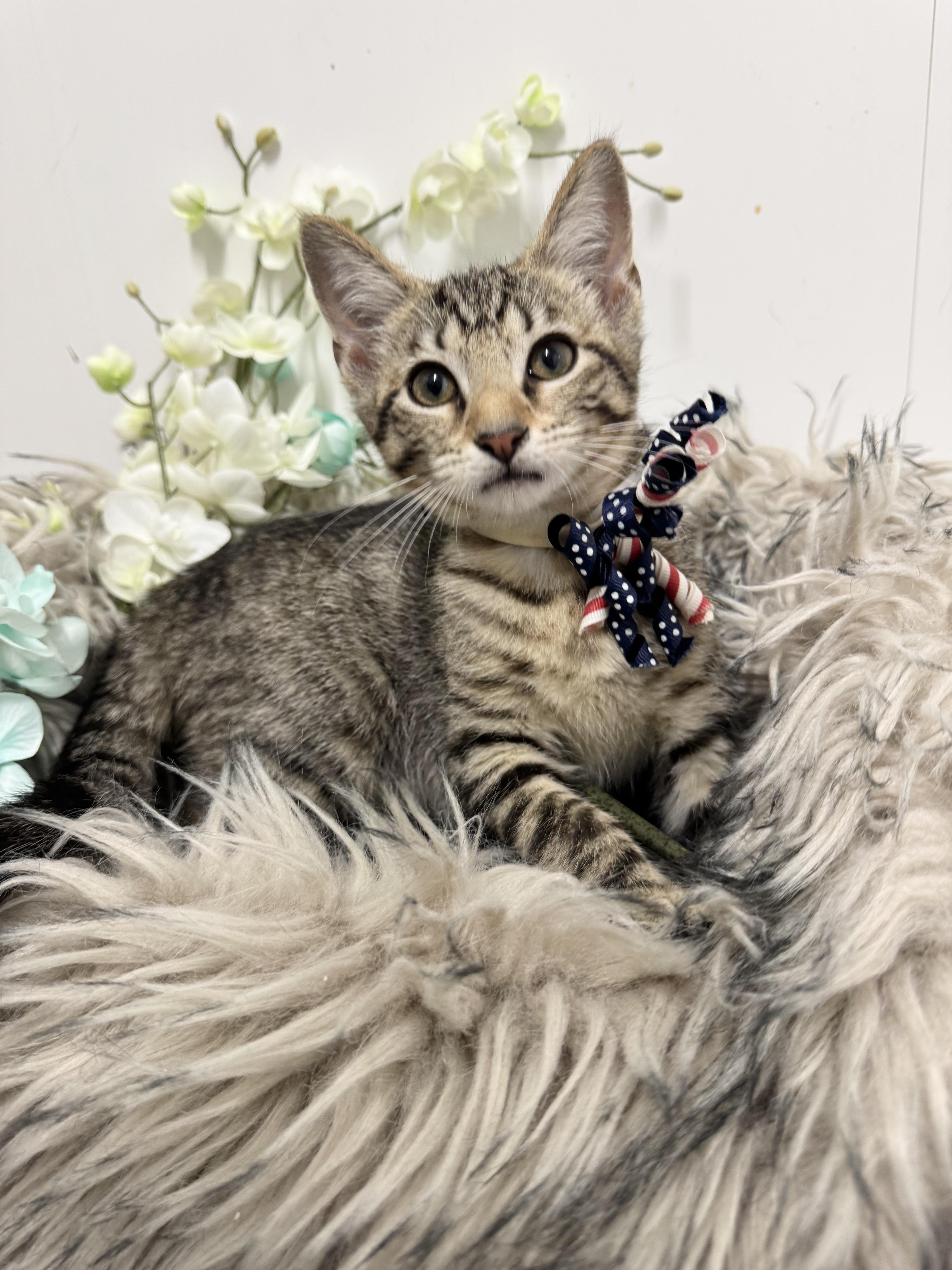 Purrrfect Ryan thumbnail 2