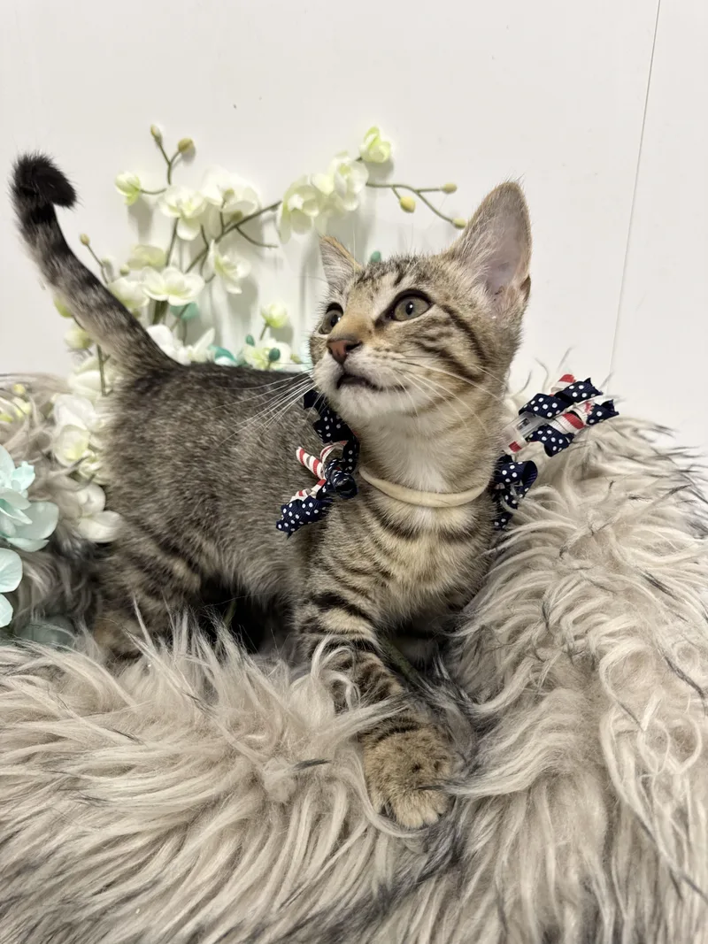 Purrrfect Ryan thumbnail 3