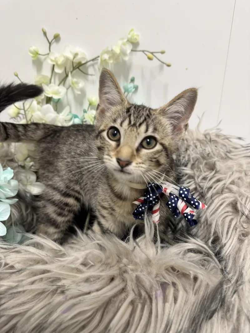 Purrrfect Ryan thumbnail 4
