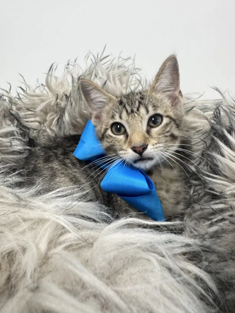 Purrrfect Ryan thumbnail 5