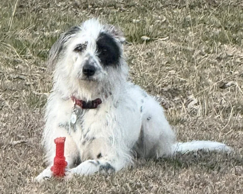 An adult large-sized female Old English Sheepdog dog named Bellini for adoption in Fort Worth, TX