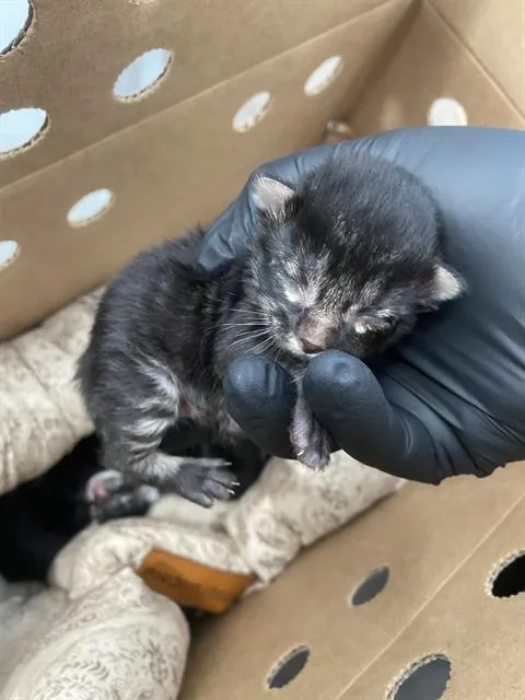 A baby medium-sized male Domestic Short Hair cat named Amelia for adoption in Dallas, TX