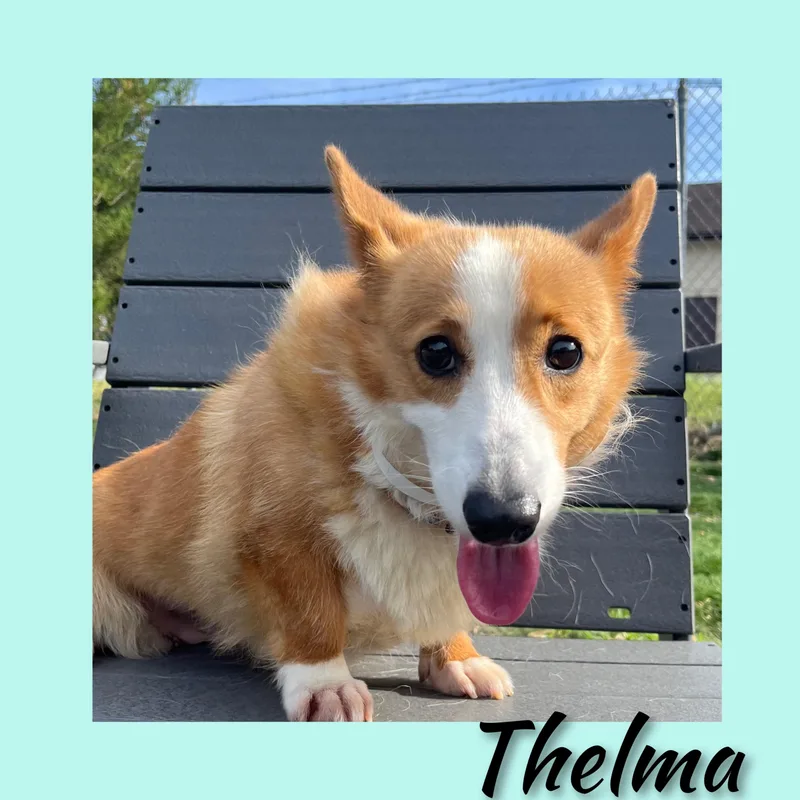 An adult small-sized female Yellow / Tan / Blond / Fawn Corgi dog named Thelma for adoption in Fredericksburg, VA