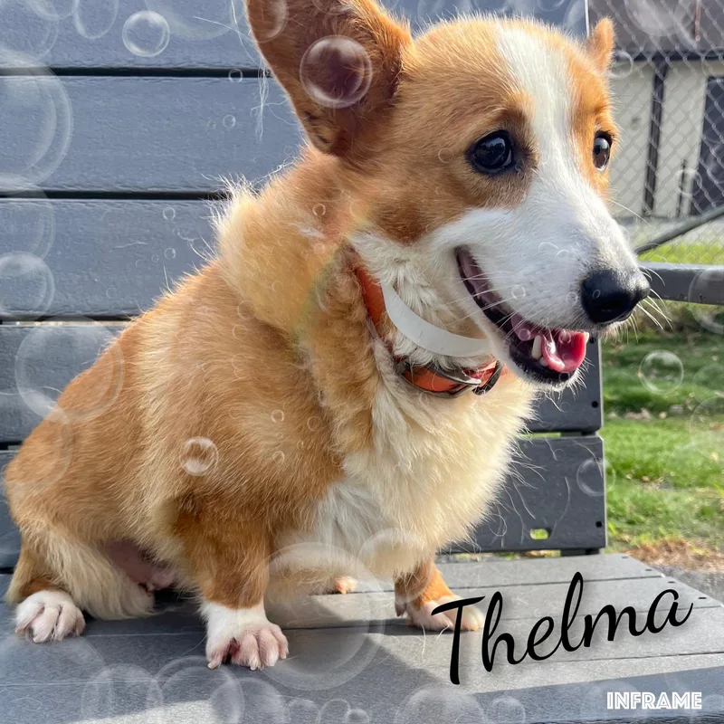Thelma thumbnail 2