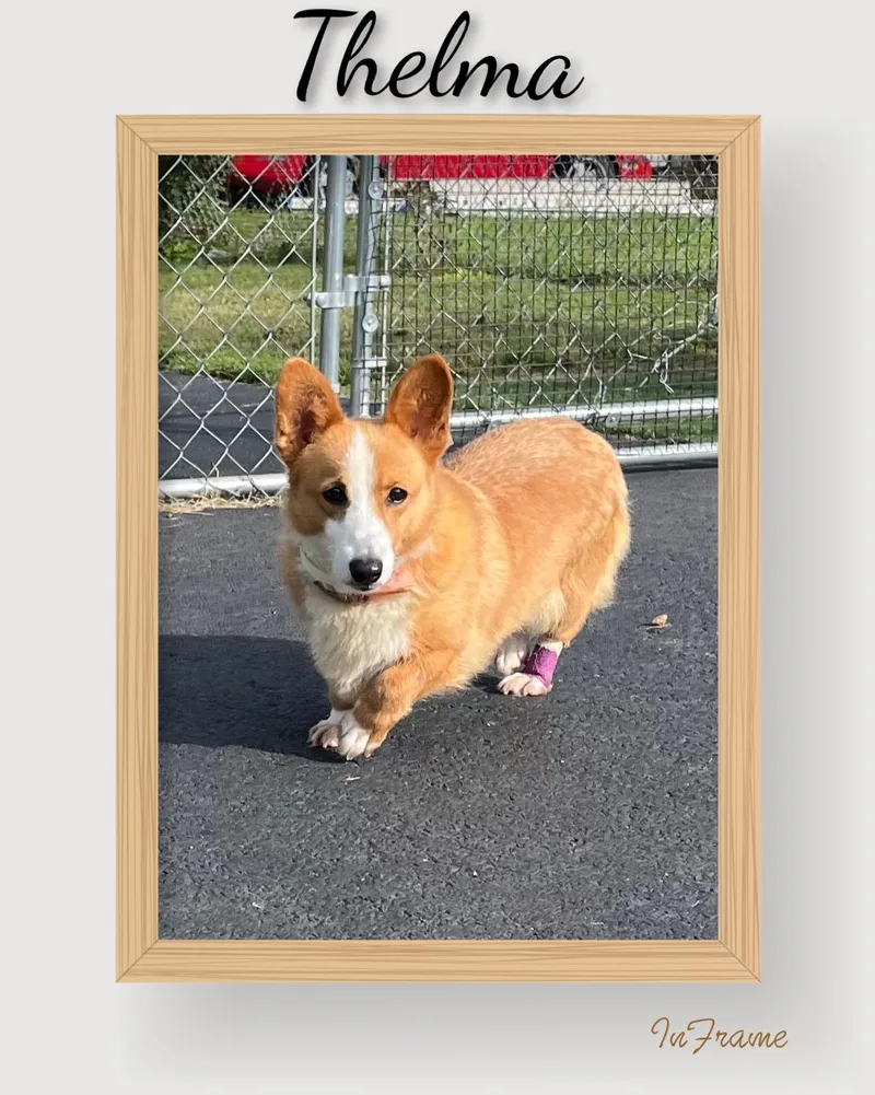 Thelma thumbnail 3
