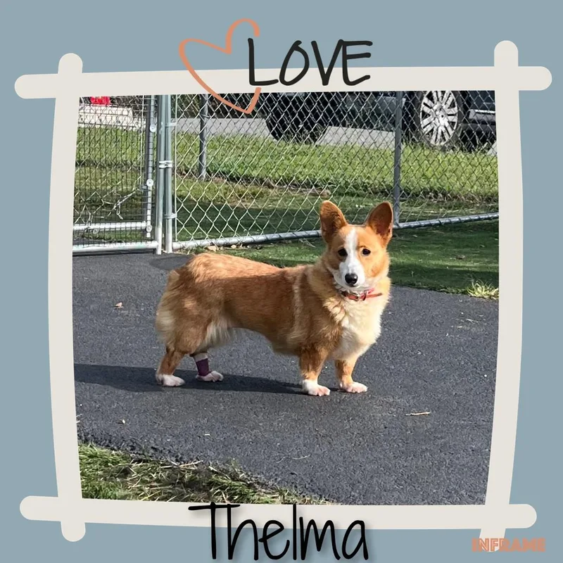 Thelma thumbnail 4