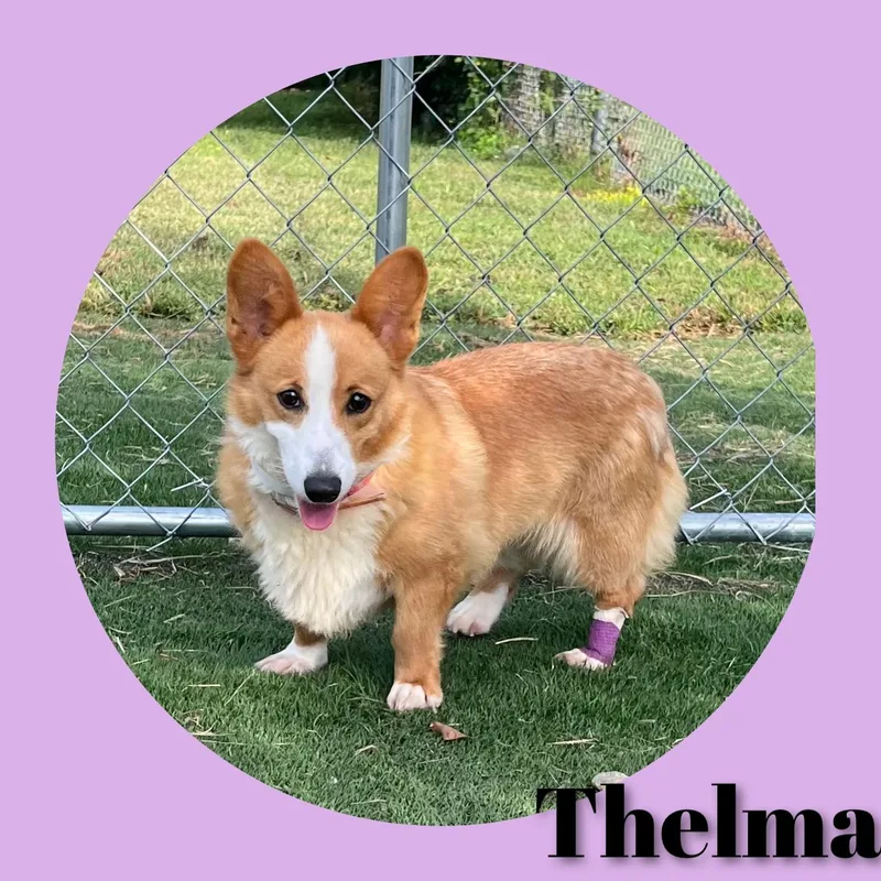 Thelma thumbnail 5