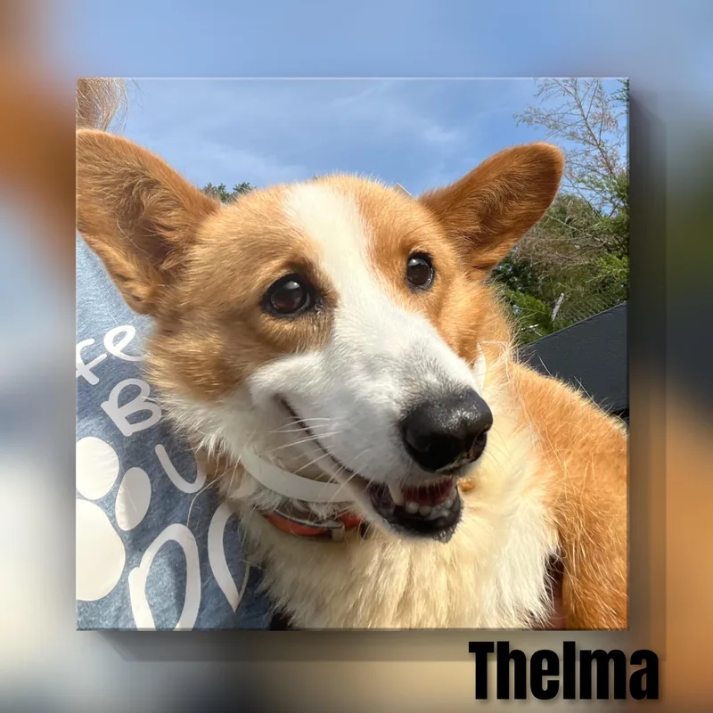 Thelma thumbnail 6