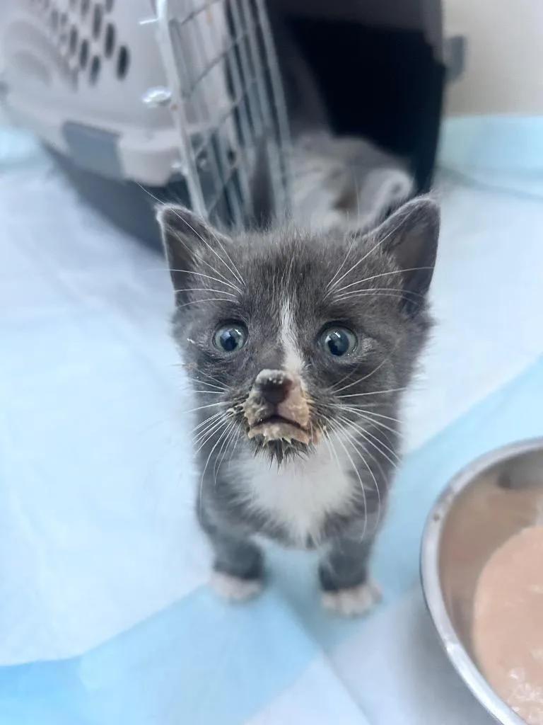 A baby small-sized male Domestic Short Hair cat named Joe for adoption in Orlando, FL