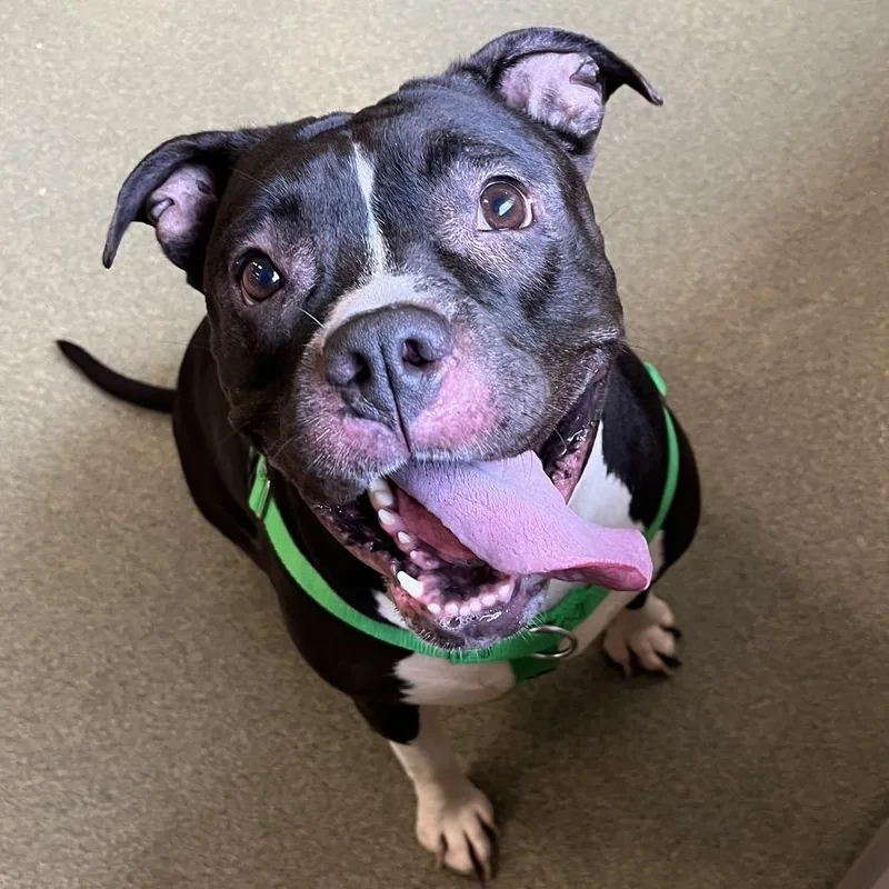 A senior large-sized female Black Pit Bull Terrier dog named Bula for adoption in Chicago, IL