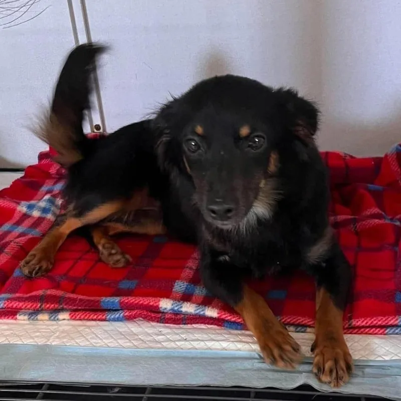 A young small-sized female Chihuahua dog named Lola for adoption in Yonkers, NY