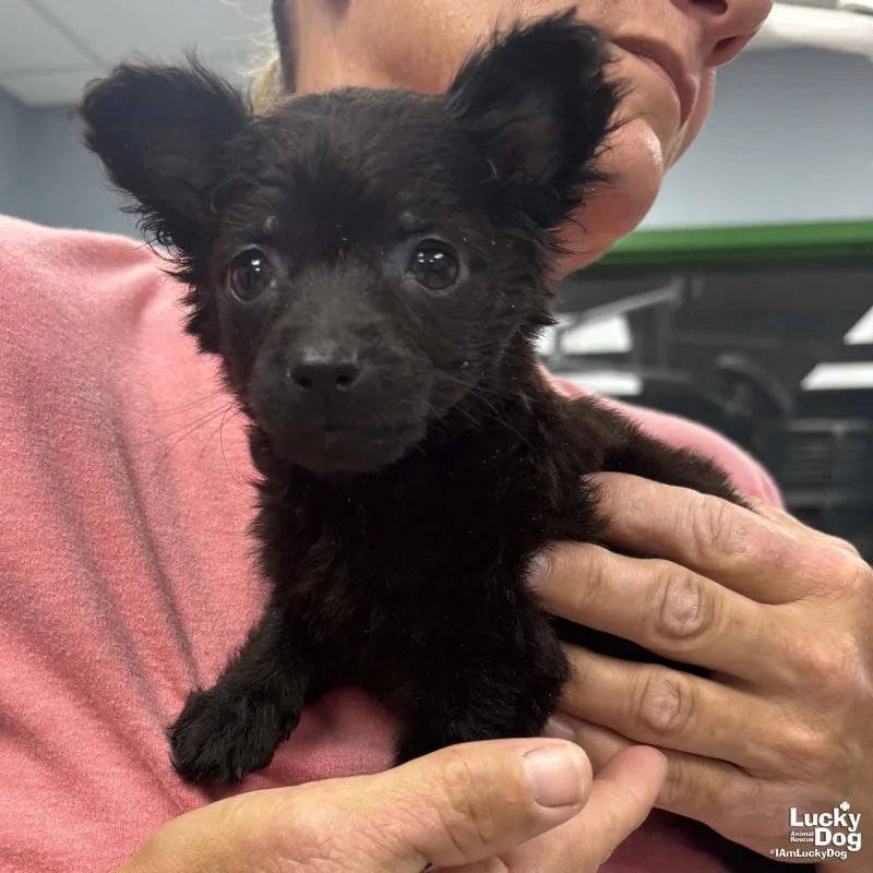 A baby small-sized female Pekingese dog named Barracuda for adoption in Washington, DC