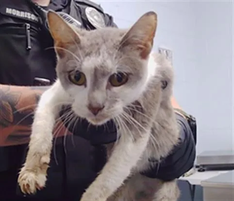 An adult small-sized female Domestic Short Hair cat named Kiwi for adoption in Charlotte, NC