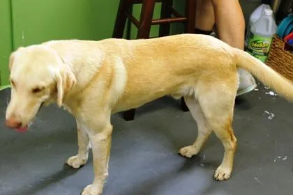 A young large-sized male Labrador Retriever dog named Blue for adoption in Picayune, MS