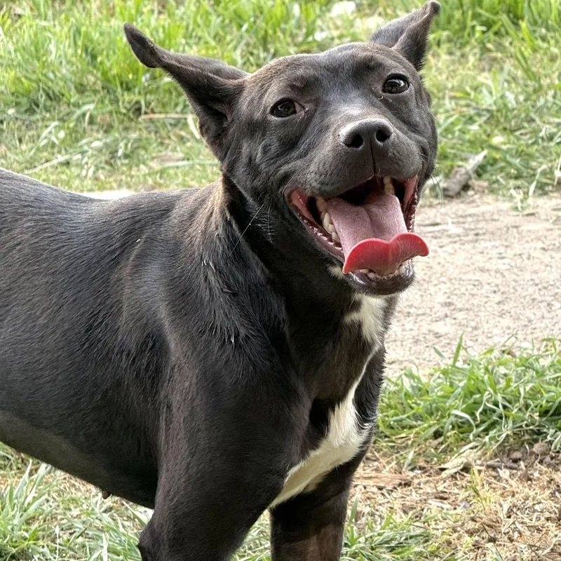 A young medium-sized female Rat Terrier dog named Hayley for adoption in Krum, TX