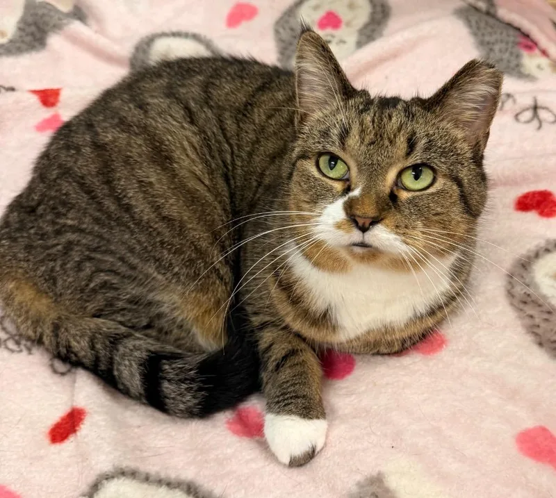 An adult medium-sized female Domestic Short Hair cat named Molly for adoption in Defiance, OH