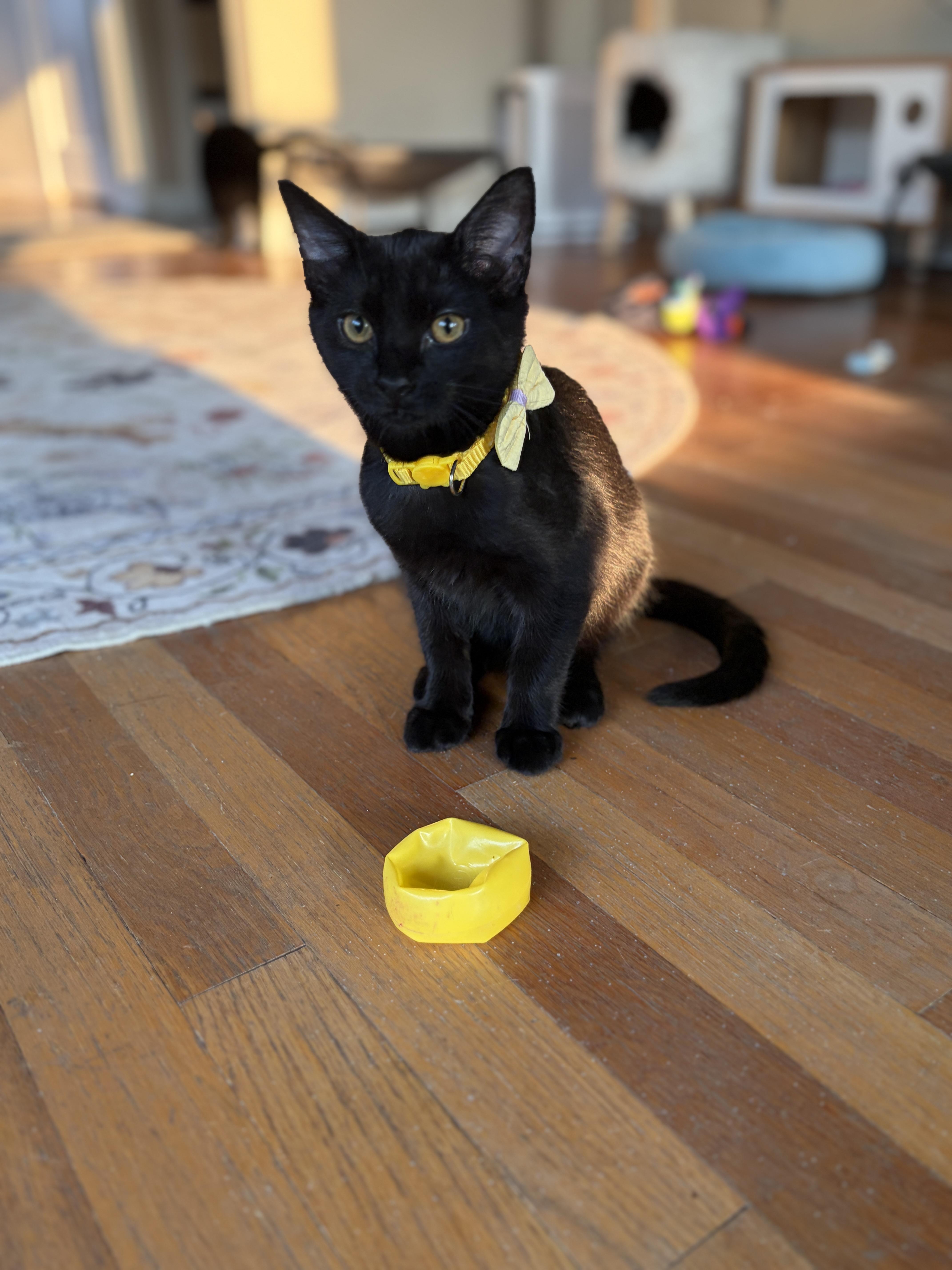Sylvester
