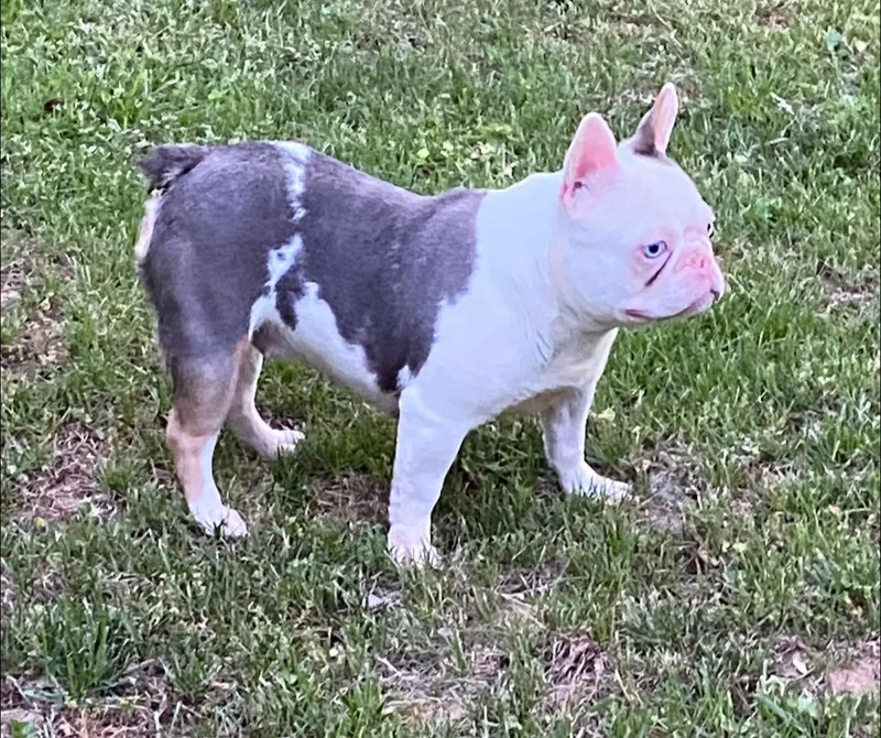 An adult small-sized female French Bulldog dog named Frenchie for adoption in Matthews, NC