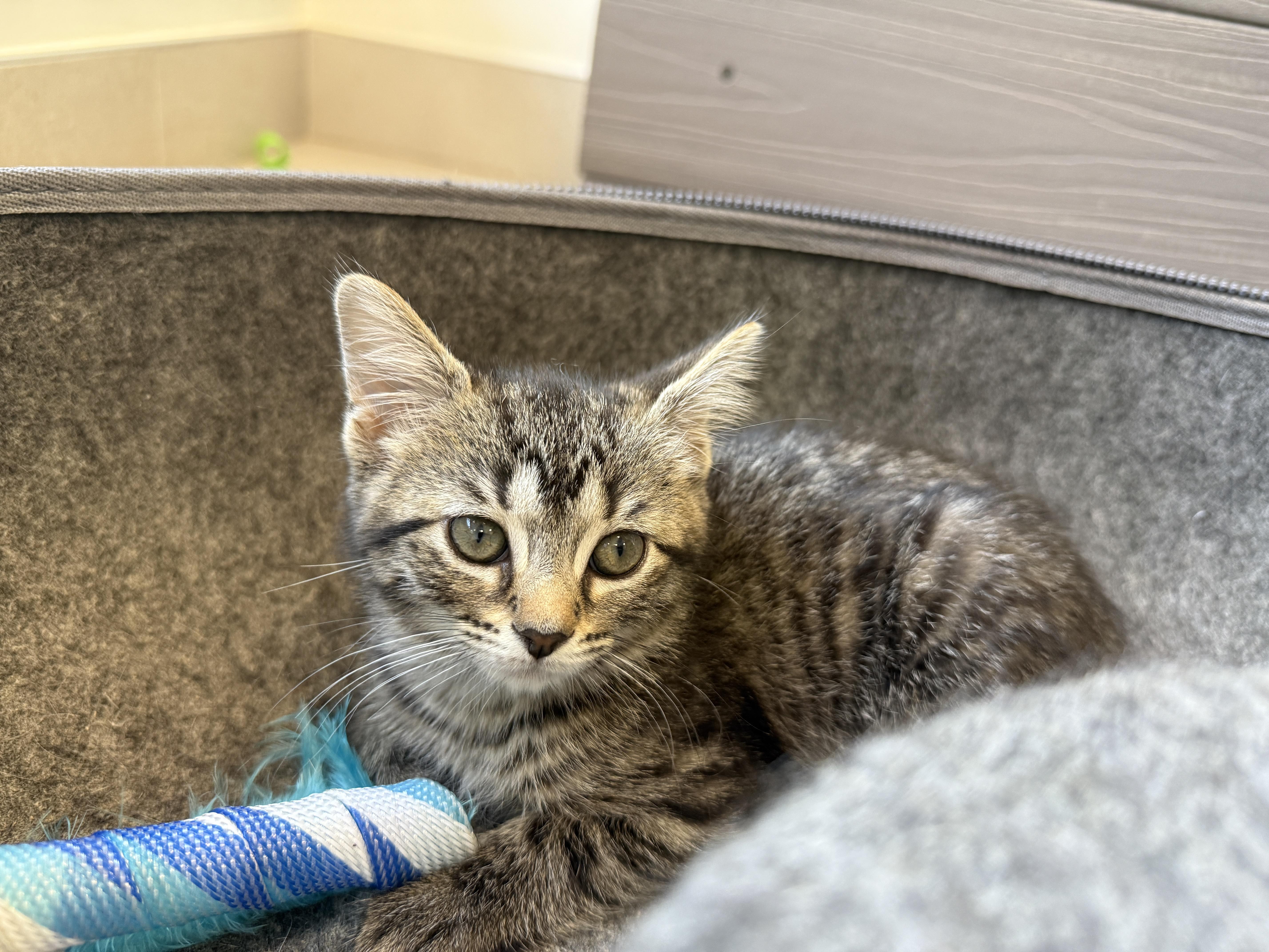A baby medium-sized female Tabby (Brown / Chocolate) Domestic Short Hair cat named Luffy for adoption in Evanston, IL