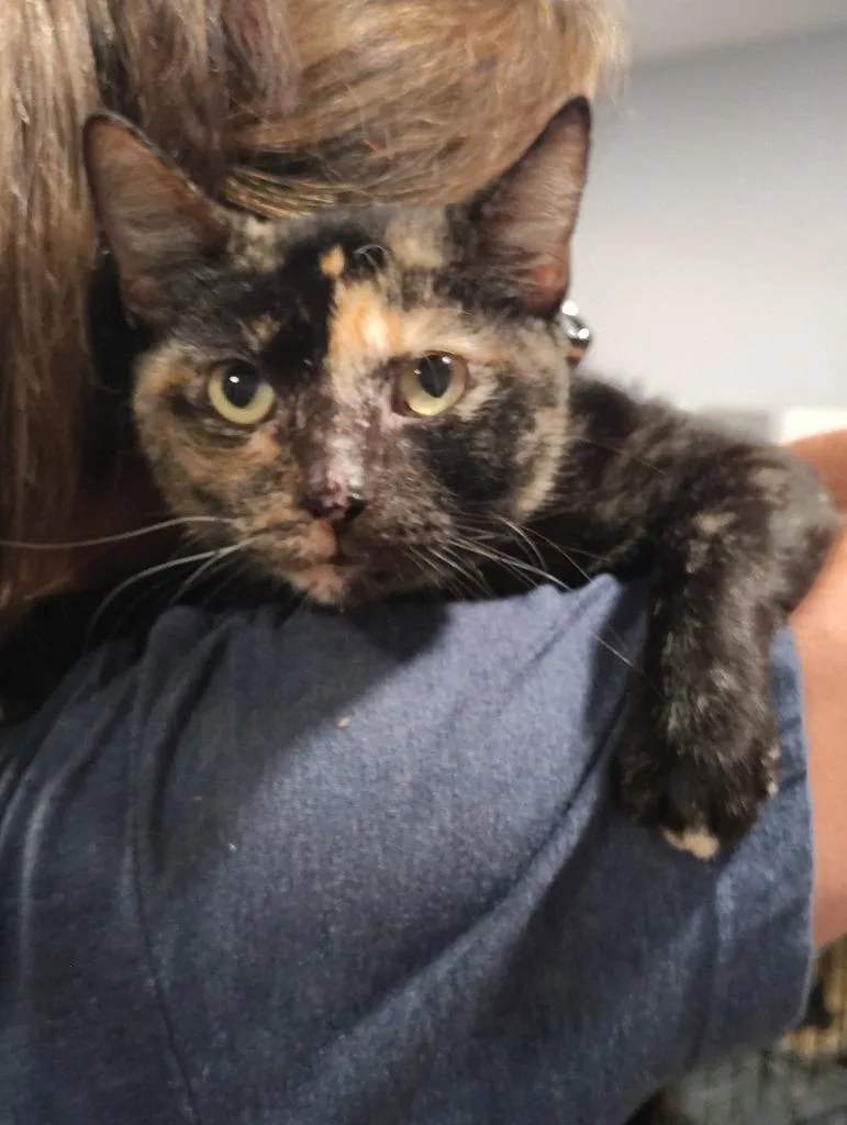 A young medium-sized female Domestic Short Hair cat named Sissy for adoption in Richland Hills, TX