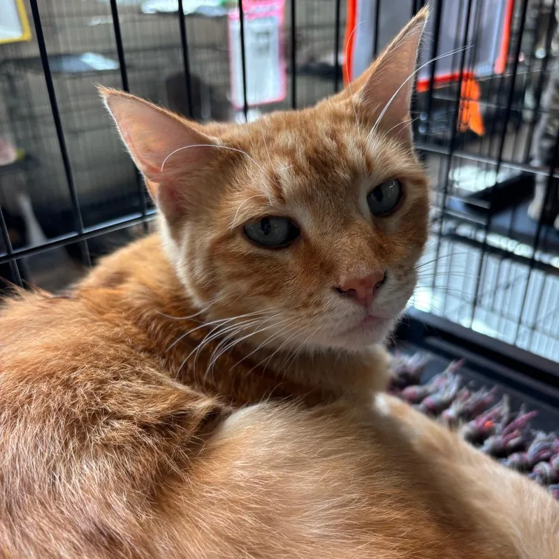 An adult large-sized male Orange / Red Domestic Short Hair cat named Nachos for adoption in Huntington, WV