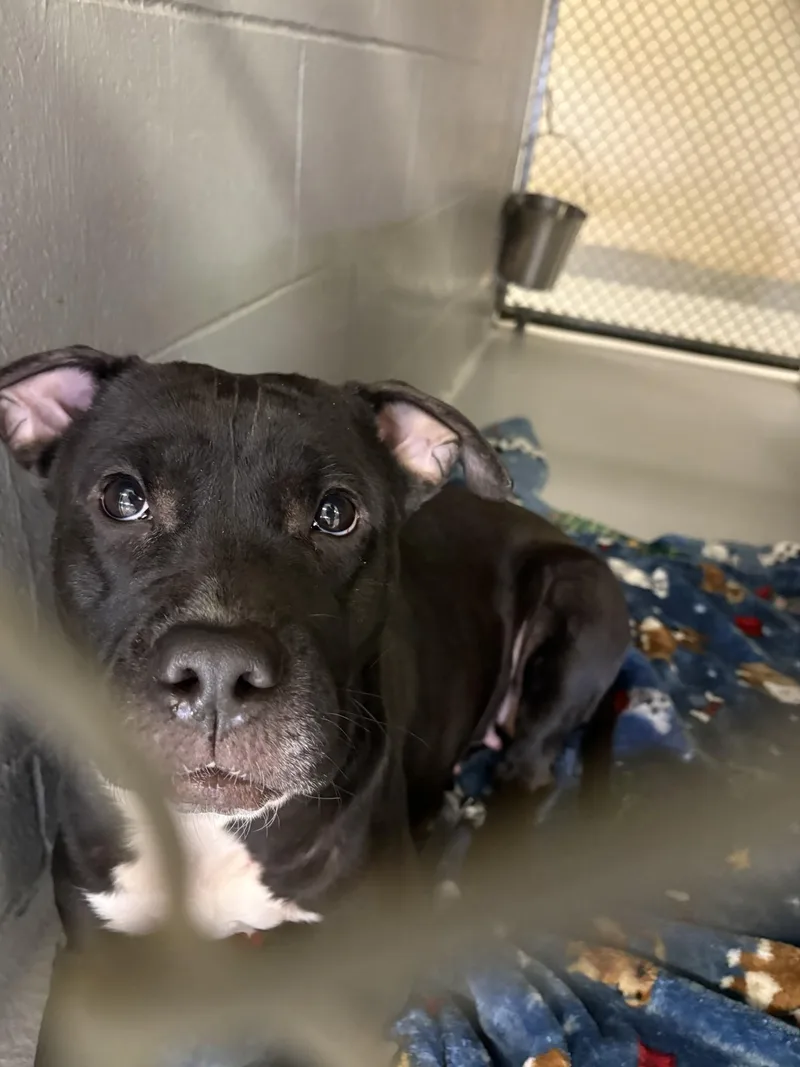 June Bug thumbnail 2