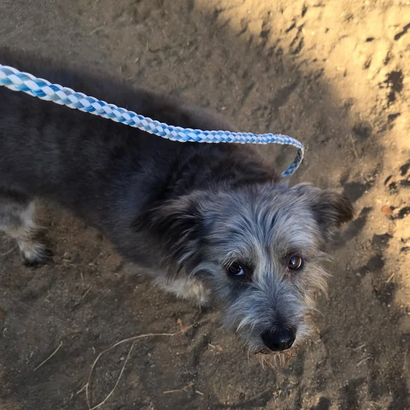 An adult small-sized female Glen of Imaal Terrier dog named Lola for adoption in Seal Beach, CA