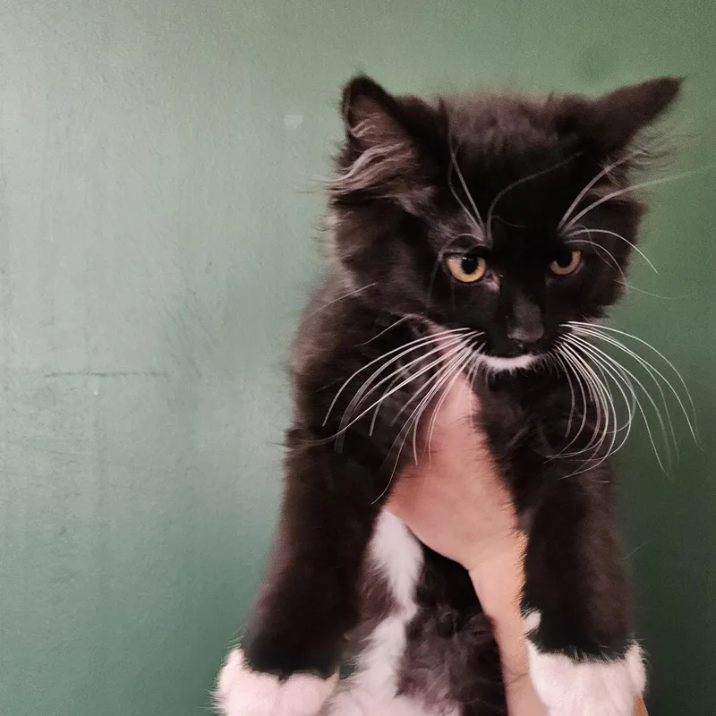 A young medium-sized female Black & White / Tuxedo Domestic Medium Hair cat named Unagi for adoption in The Dalles, OR