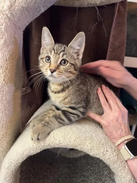 A baby small-sized male Domestic Short Hair cat named Desoto for adoption in Camp Hill, PA