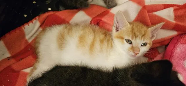A baby small-sized male Domestic Short Hair cat named Creamsicle for adoption in Charlotte, NC