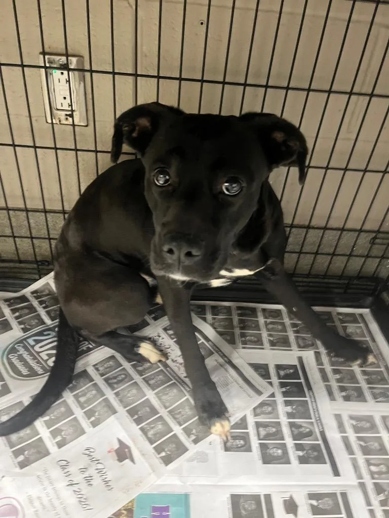 An adult large-sized female Labrador Retriever dog named Princess for adoption in Hopkinsville, KY