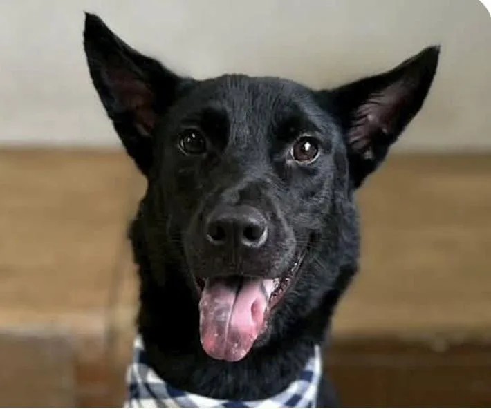 An adult medium-sized male Mountain Dog dog named Hank for adoption in San Ramon, CA