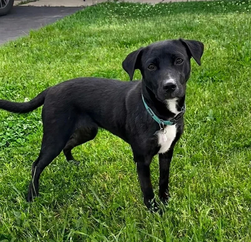 A young medium-sized female Black Labrador Retriever dog named Maggie for adoption in North Prairie, WI