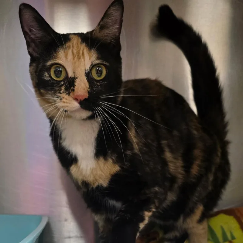 An adult medium-sized female Black Domestic Short Hair cat named Shania Twain for adoption in Bullhead City, AZ