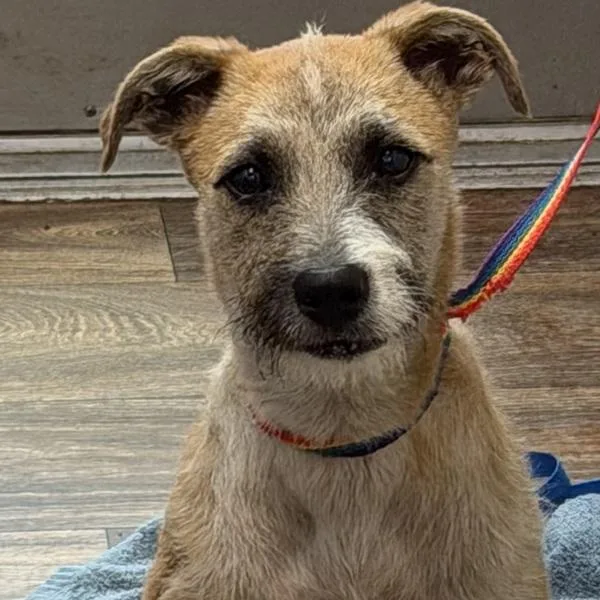 A young small-sized male Wirehaired Terrier dog named Henry for adoption in San Diego, CA