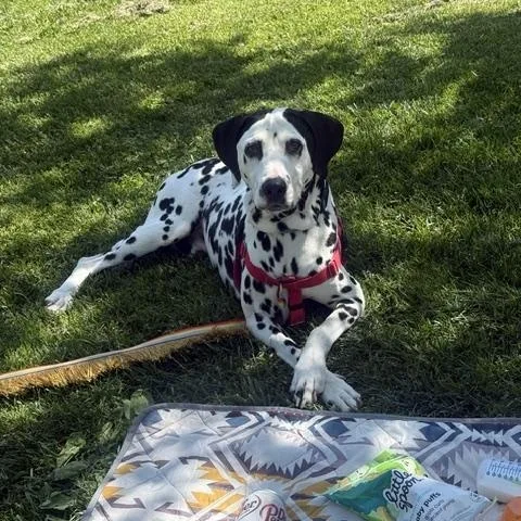 An adult large-sized male White / Cream Dalmatian dog named Jorge for adoption in Turlock, CA