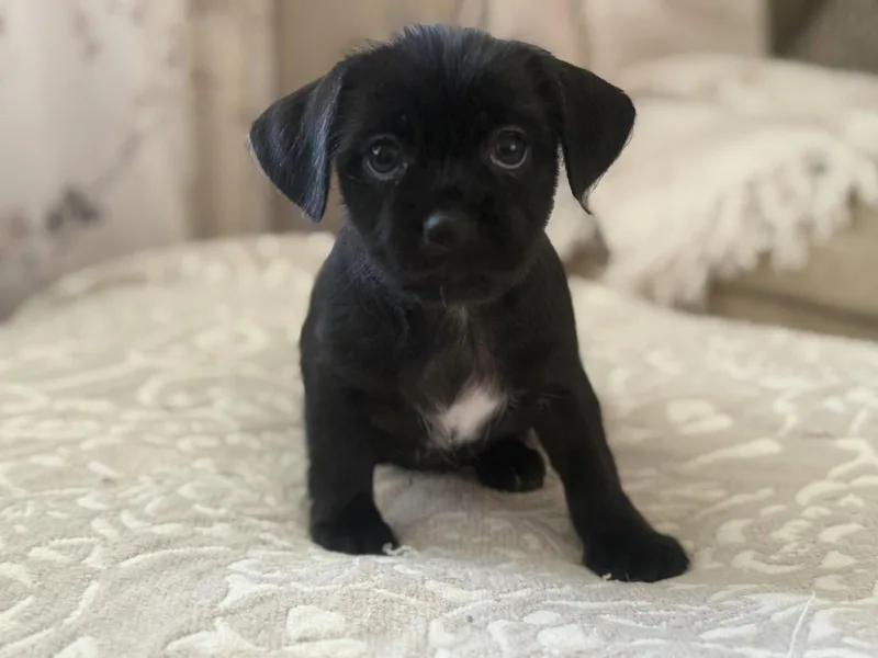 Dolce