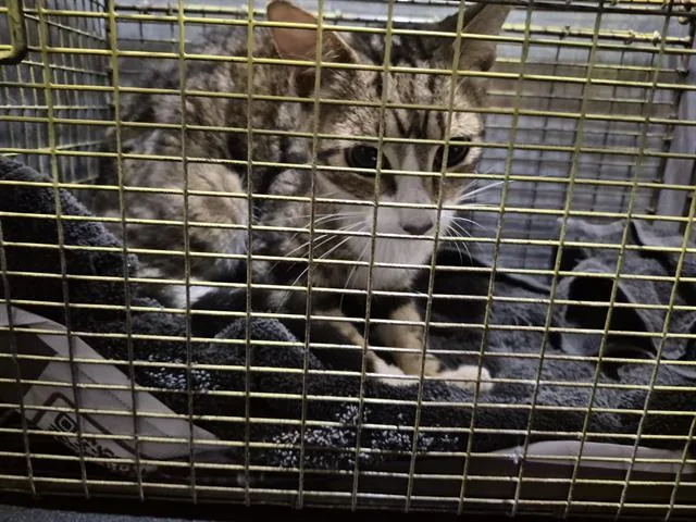 A young large-sized female Domestic Short Hair cat named Shell for adoption in San Antonio, TX