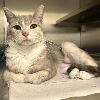An adult medium-sized female Domestic Short Hair cat named April for adoption in East Montpelier, VT