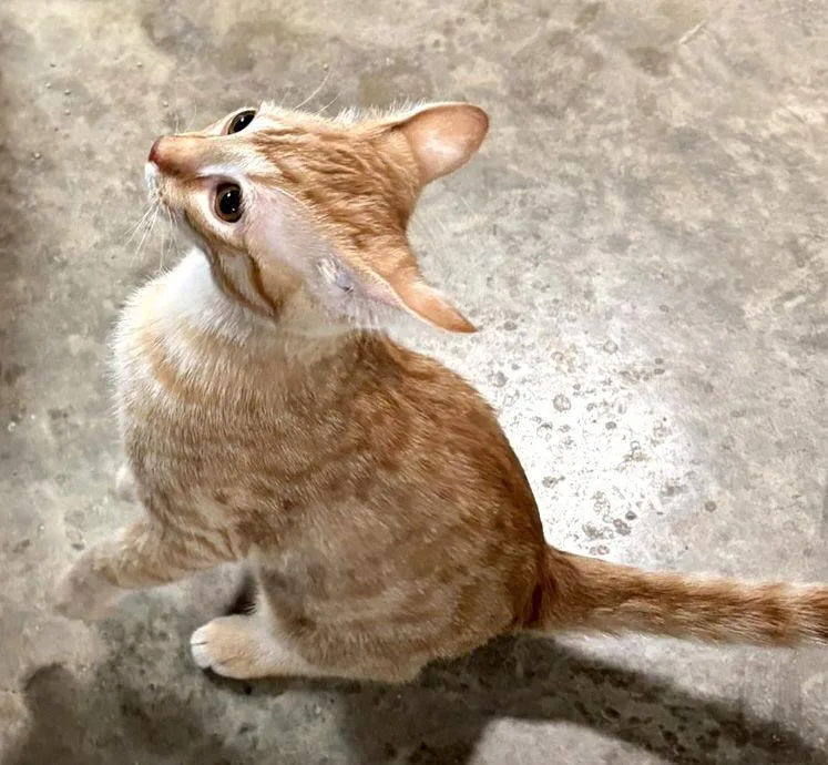 Sunshine thumbnail 3