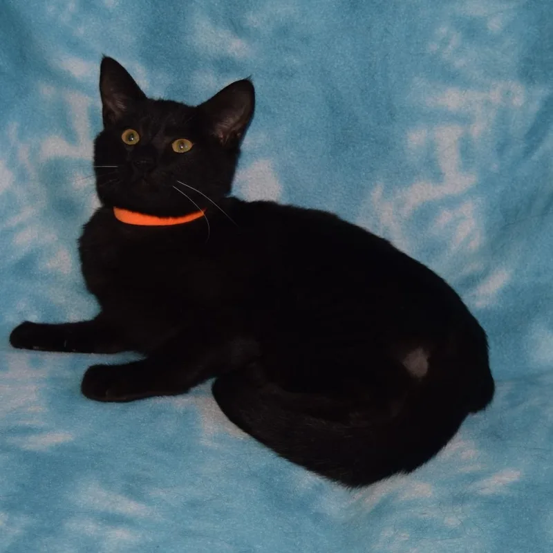 A young medium-sized male Black Domestic Short Hair cat named Moe for adoption in Eureka, CA