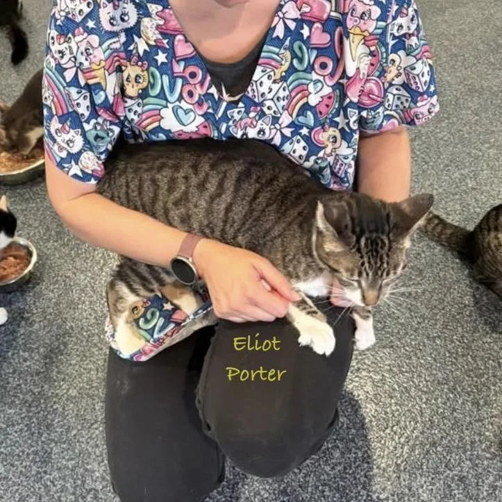 An adult large-sized male Tabby (Gray / Blue / Silver) Tabby cat named Eliot Porter for adoption in Palatine, IL