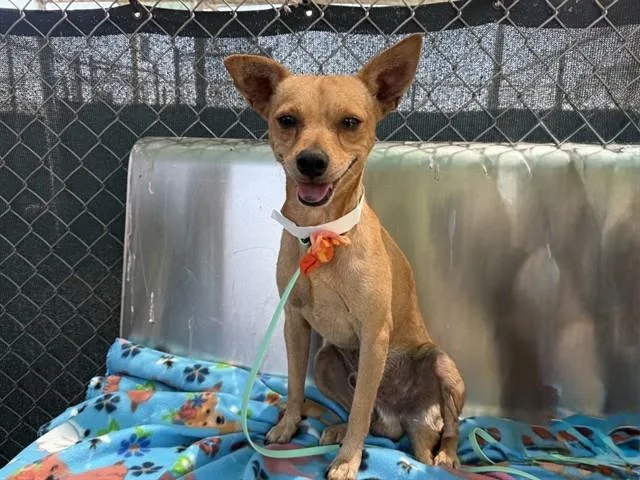 An adult small-sized male Chihuahua dog named Peewee for adoption in Phoenix, AZ