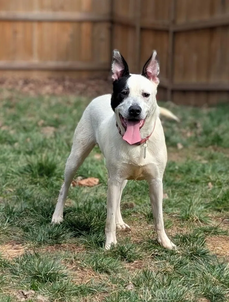 Parker  Louisiana Litter thumbnail 2