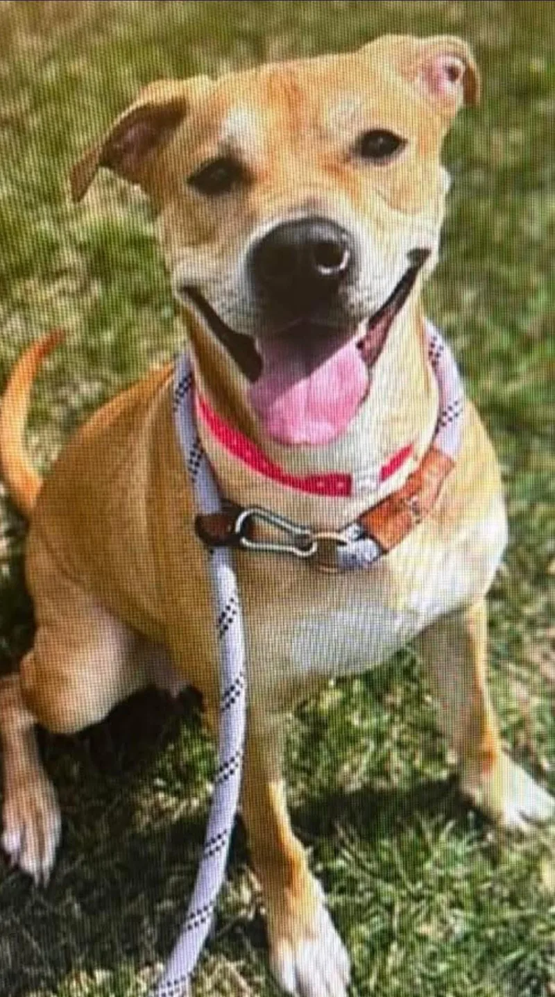 An adult medium-sized female Labrador Retriever dog named Linaria for adoption in Germantown, OH