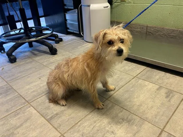 A young small-sized male Terrier dog named Beefaroni for adoption in Grand Prairie, TX