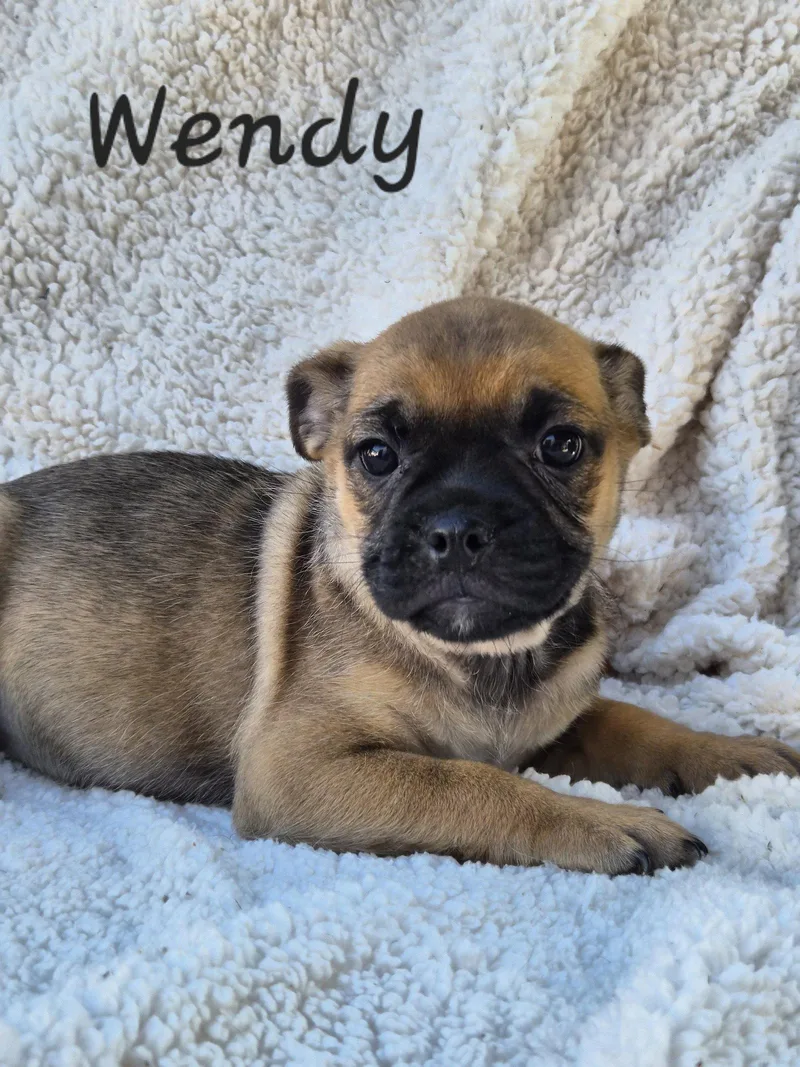 A baby small-sized female Pug dog named Wendy for adoption in Phelan, CA